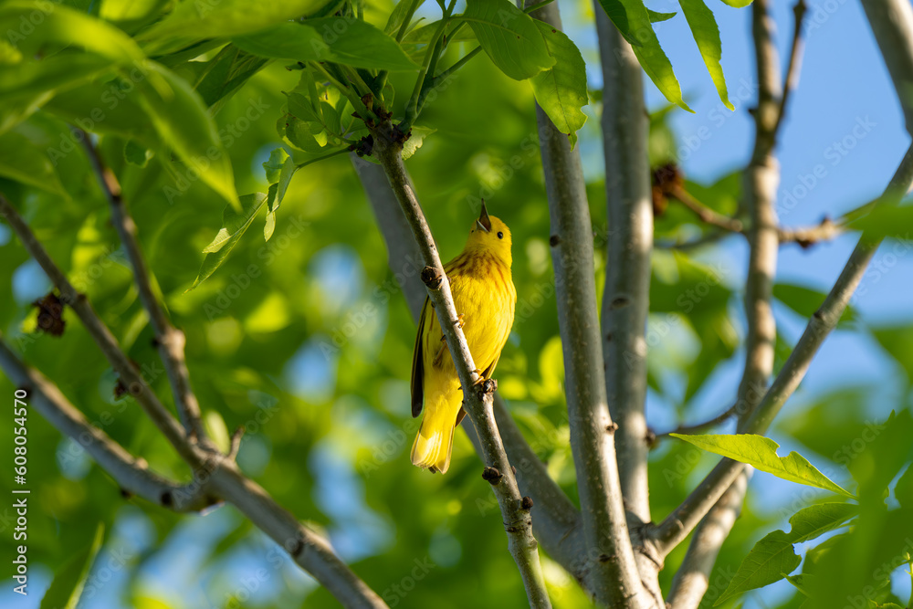 Fototapeta premium American Yellow Warbler singing on a Tree 