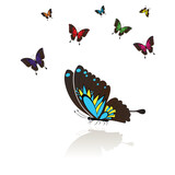 Collect of many colored butterflies with a mirror reflection,vector illustration.