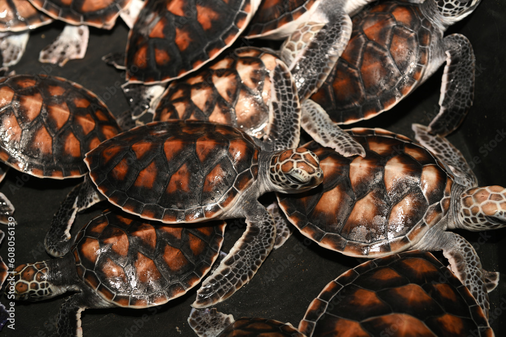 Baby sea turtles at Sea Turtles Conservation Research Project in
