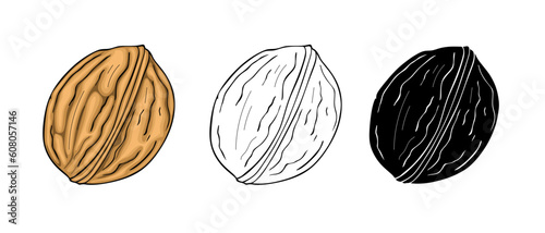 Walnut hand drawn vector illustration on white background
