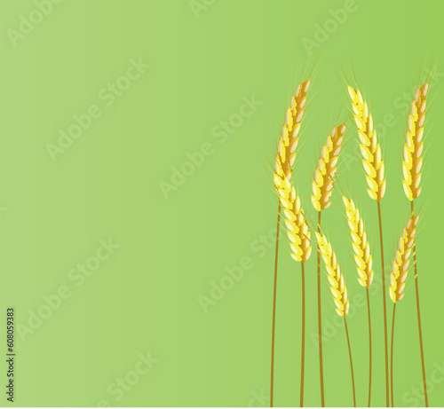 Banner of ears of wheat on a green background