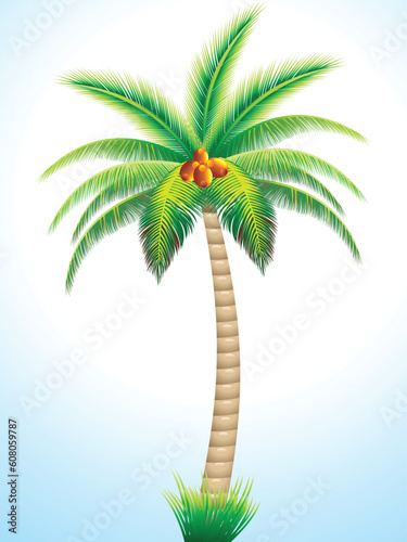 detailed palm tree with coconut vector illustration