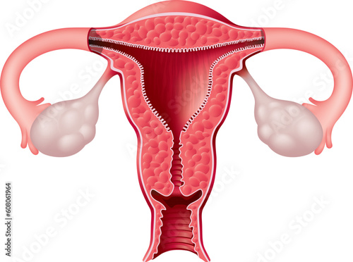 Female reproductive system. Vector illustration
