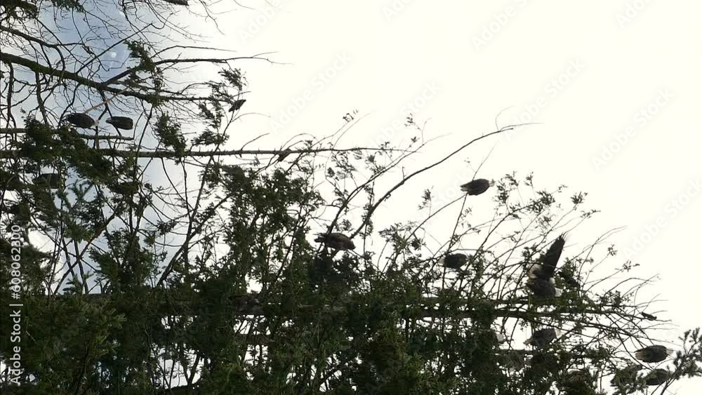 Birds perched atop some tree branches, while an eagle arrives at them, against a backdrop of blown out sky Birds perched atop some tree branches, while an eagle arrives at them, against a backdrop of blown out sky