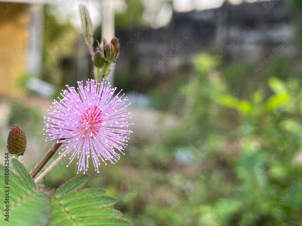 flower in bloom flower in bloom