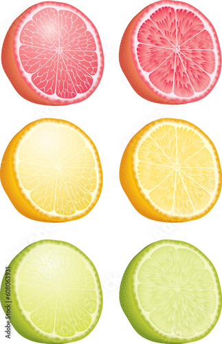 Citrus fruits vector