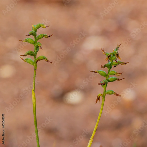 Red-tipped Tiny Greenhood (Pterostylis rubenscens) also known as the blushing tiny greenhood, is a species of orchid endemic to south-eastern Australia. photo