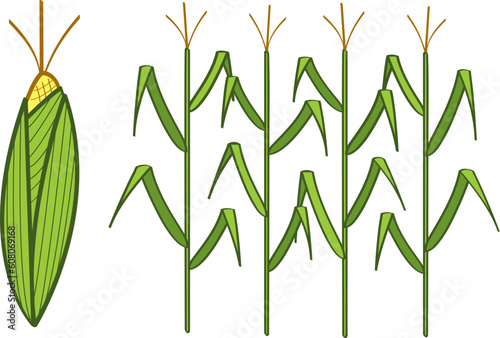 Corn cob and corn stalks.