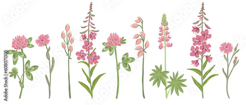 pink and red field flowers, vector drawing wild flowering plants isolated at white background, floral elements, hand drawn botanical illustration