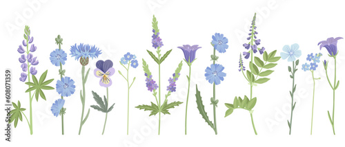 field blue flowers, vector drawing wild flowering plants isolated at white background, floral elements, hand drawn botanical illustration