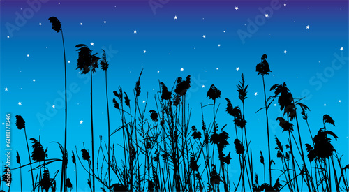 vector illustration of some reeds