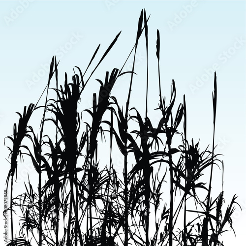 vector illustration of some reeds