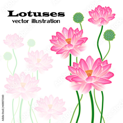 Realistic Oriental lotus - a flower isolated with a sheet  a full-blown bud and fruit box. Vector illustration.