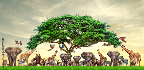 Various types of wild animals in safari, animal life concept. © STOCK PHOTO 4 U