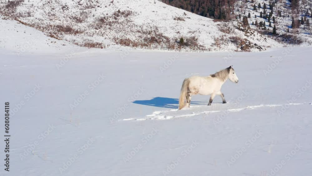 Altai mountains in winter. Katunsky ridge, a herd of grazing horses. Aerial view.