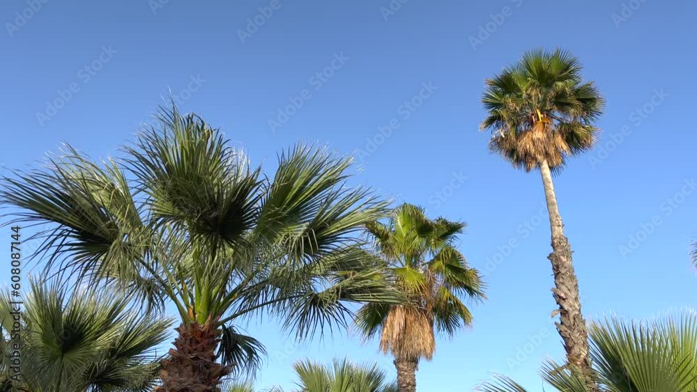 Blue sky with tropical palm trees of different heights in sunny day Blue sky with tropical palm trees of different heights in sunny day