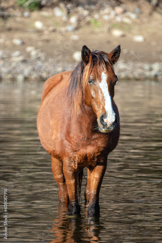 Red bay wild horse stallion standing in water