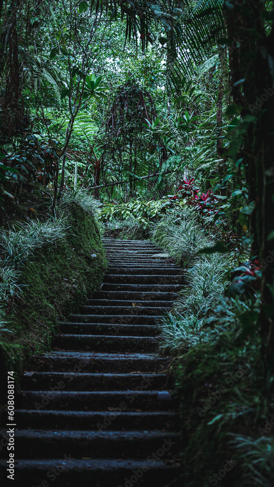 Fototapeta premium Nature path, footpath in the forest