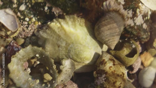 Patellidae on the sea floor among other snails and shells. photo
