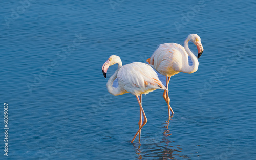 pink flamingo in water