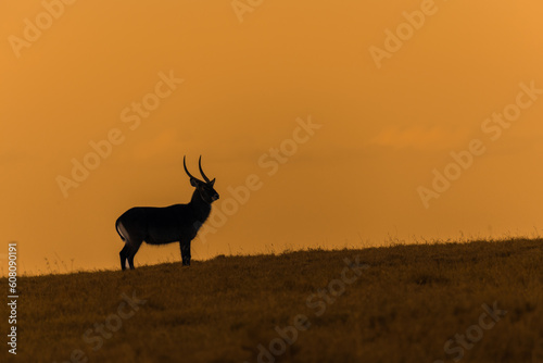 silhouette of a waterbuck