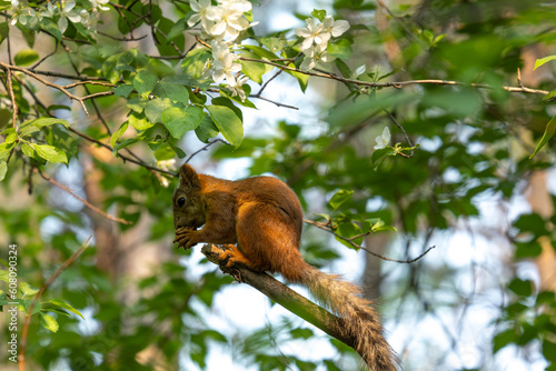 A squirrel eats a nut sitting on a tree branch on a summer day.