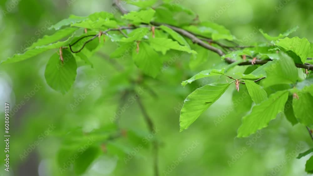 Serene beauty of tree foliage in gentle breeze Serene beauty of tree foliage in gentle breeze