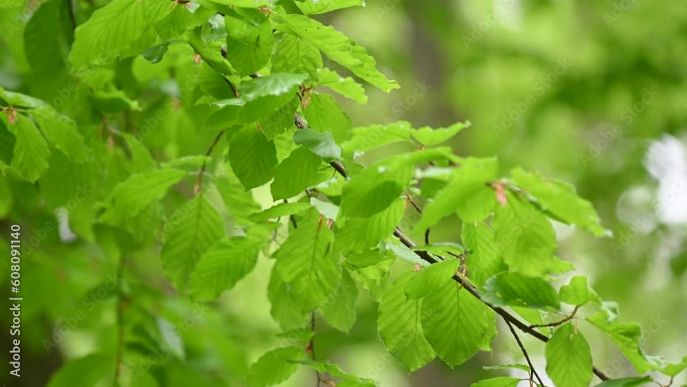 Serene beauty of tree foliage in gentle breeze in forest. Serene beauty of tree foliage in gentle breeze in forest.