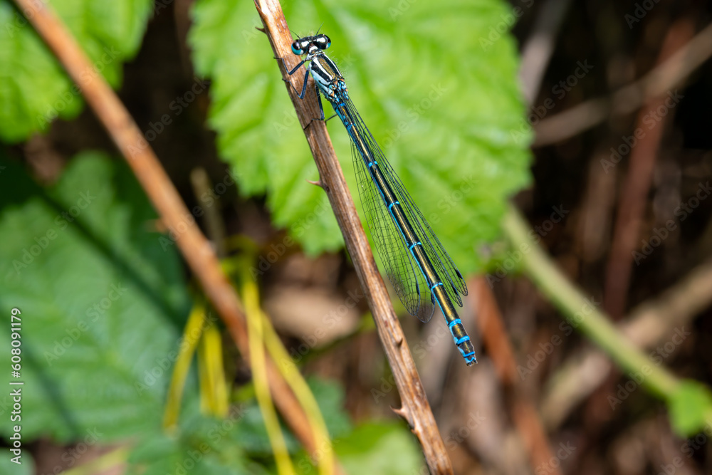 Macro shot of azure damselfly dragonfly Macro shot of azure damselfly dragonfly