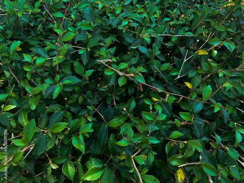 Tall and dense green bushes