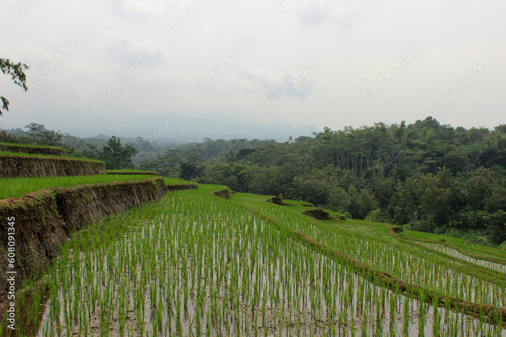 A terraced rice field expanse on a bright morning