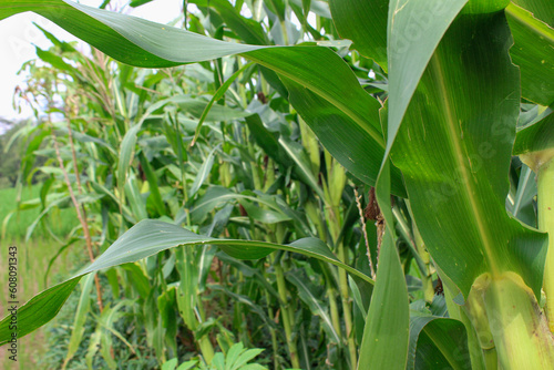 A corn field with mature plants bearing fruits in the process of ripening