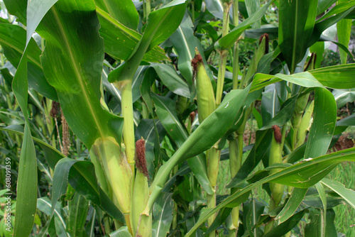 A corn plantation that has started to bear fruit and is ripening