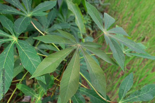 Young cassava leaves that are green in color
