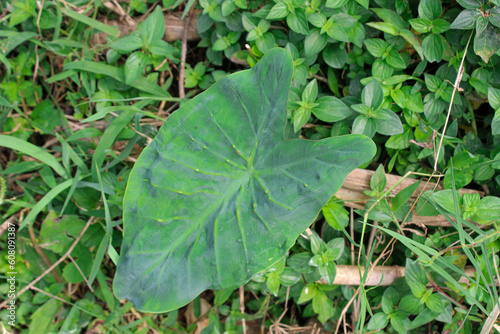 One wide and green taro leaf in the rice field