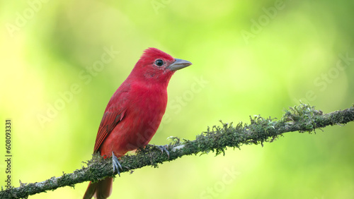 close front view of a male summer tanager perched on a branch