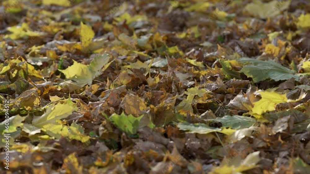 Camera slides to left side along fallen autumn dry and yellow leaves lying on ground in sunbeams. Autumn landscape with fallen leaves close up, Backlighting (Contre-jour), 4K - 50fps. Camera slides to left side along fallen autumn dry and yellow leaves lying on ground in sunbeams. Autumn landscape with fallen leaves close up, Backlighting (Contre-jour), 4K - 50fps.