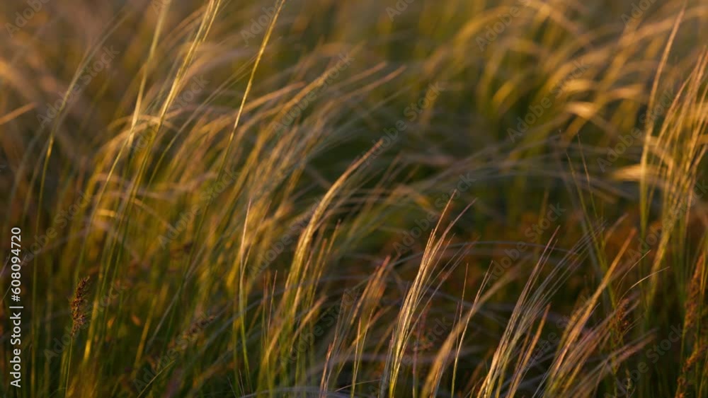 Feather grass - Lat. Stipa. in the spring steppe. Soft dreamy white grass feather in wind with warm summer sun light, a spring or summer background. Slow motion 120 fps video Feather grass - Lat. Stipa. in the spring steppe. Soft dreamy white grass feather in wind with warm summer sun light, a spring or summer background. Slow motion 120 fps video