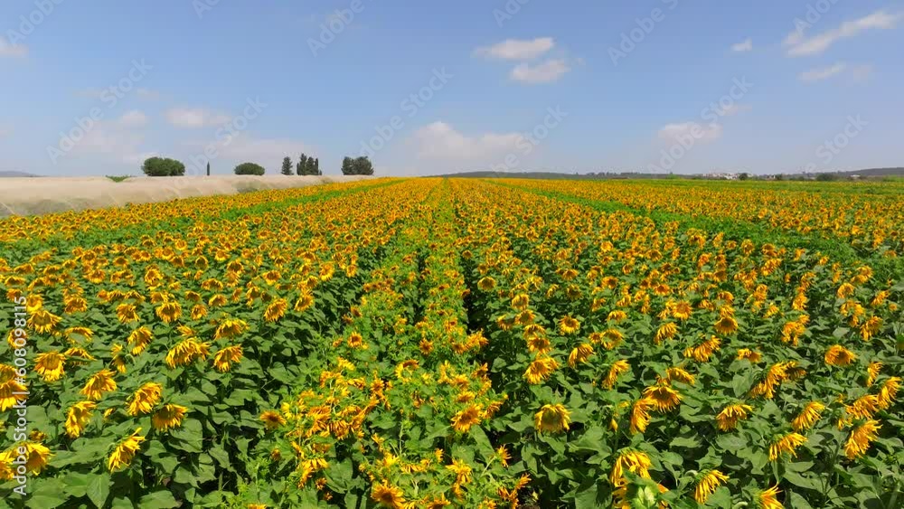 Large bright yellow Sunflowers blooming, Aerial slow pass