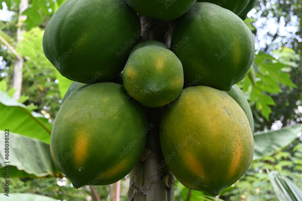Close up view of the large organic Papaya fruits ripe on the tree itself Close up view of the large organic Papaya fruits ripe on the tree itself