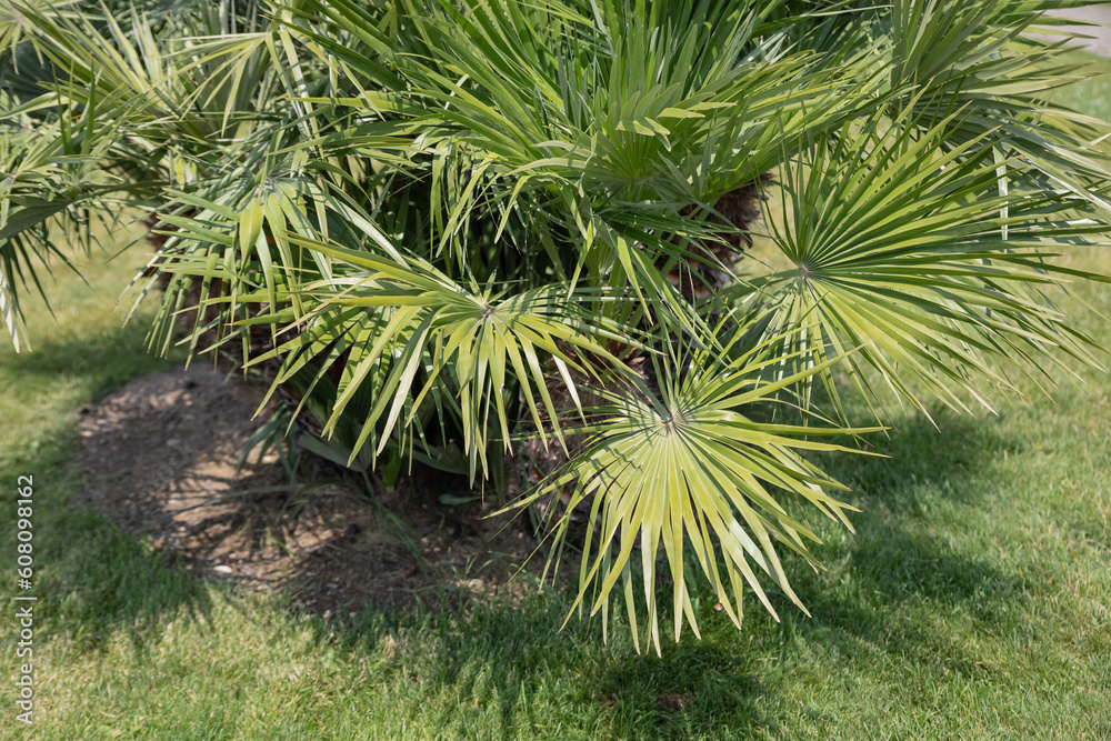 palm tree with green branches in sunshine. Palm trees at tropical coast palm tree with green branches in sunshine. Palm trees at tropical coast