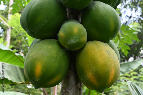 Close up view of the large organic Papaya fruits ripe on the tree itself