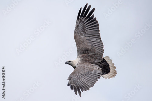 White-bellied sea eagle photo