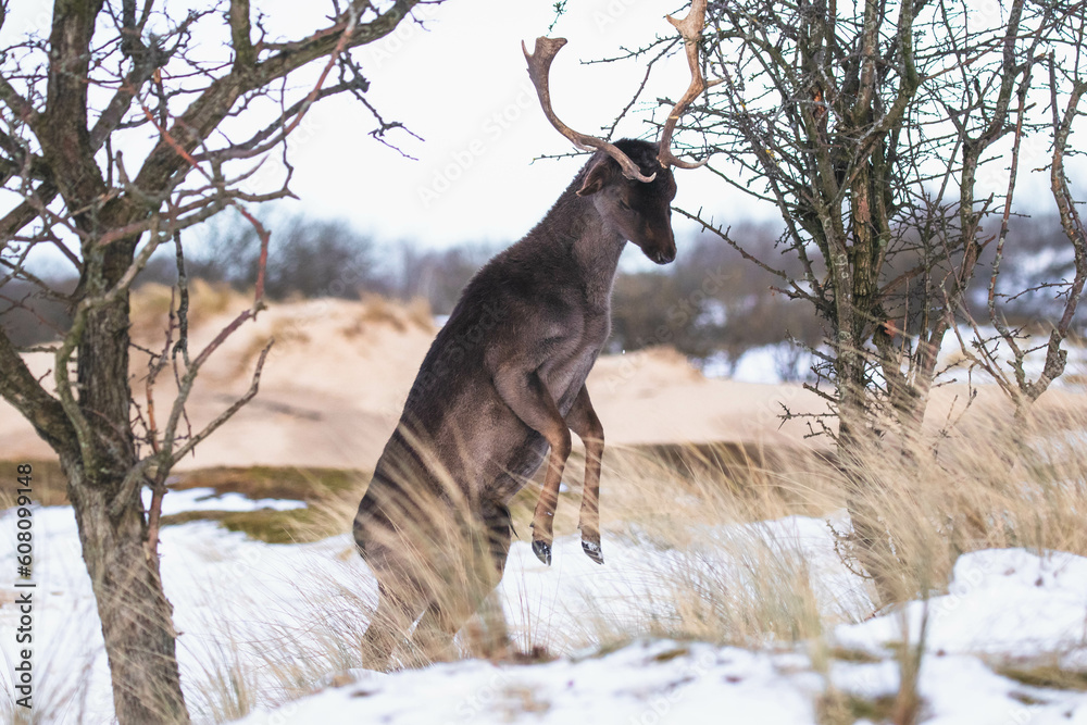 Fototapeta premium Fallow Deers in the dunes in the Netherlands