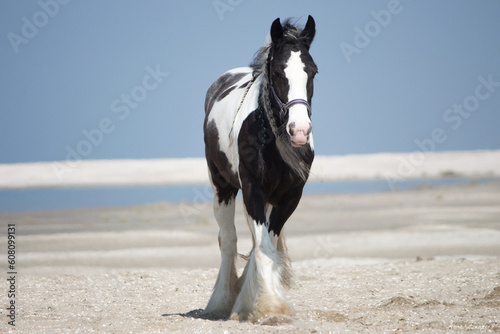 Vászonkép Gypsy Vanner on the beach