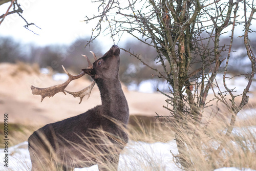 Fallow Deers in the dunes in the Netherlands photo