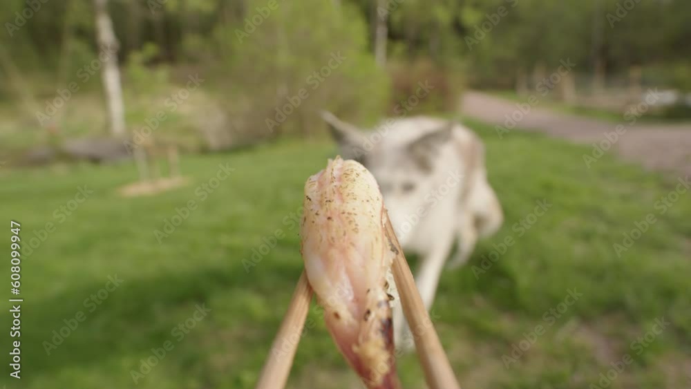 Dog waiting on grass rewarded for good behavior, gets sushi treat, point of view Dog waiting on grass rewarded for good behavior, gets sushi treat, point of view