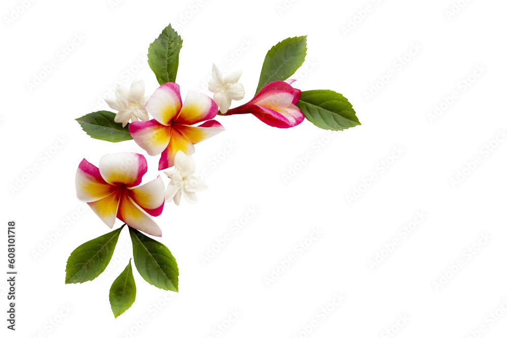 Naklejka premium jasmine, frangipani flowers local flora of asia arrangement flat lay postcard style