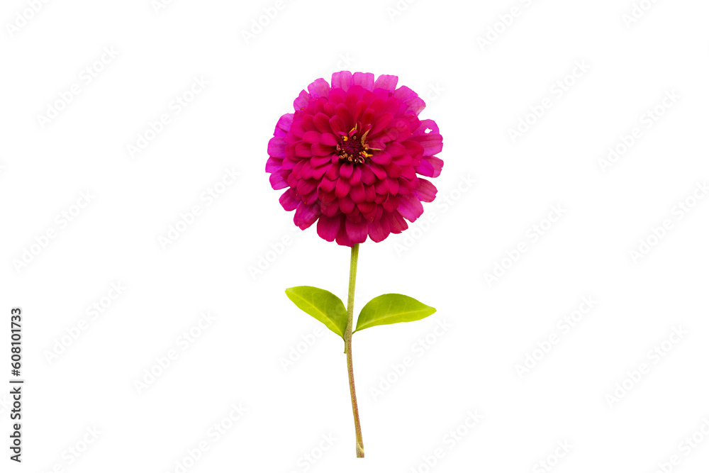 pink flowers zinnia elegan local flora of asia arrangement flat lay postcard style