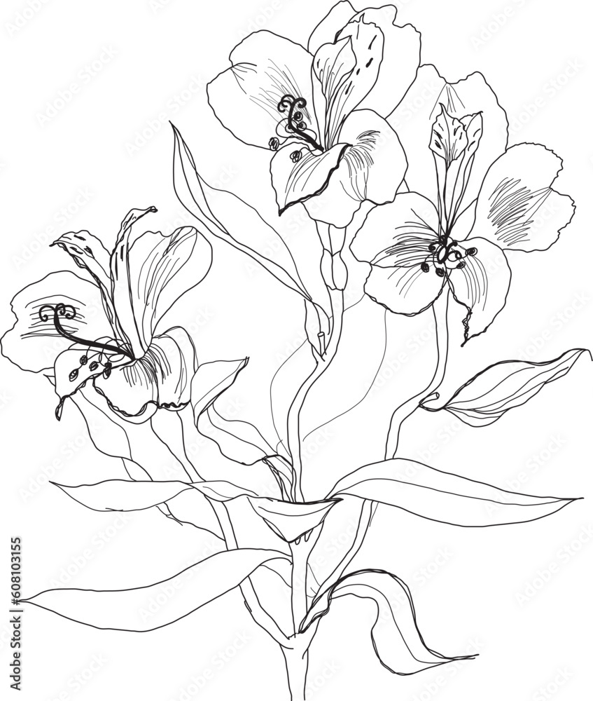 Fototapeta premium Alstrameriya flower pen drawing on white background